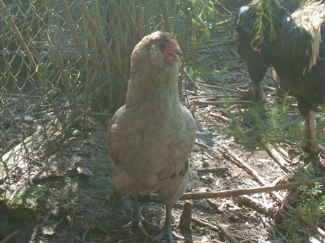 77007_bbs_ameraucana_hen_keeper.jpg