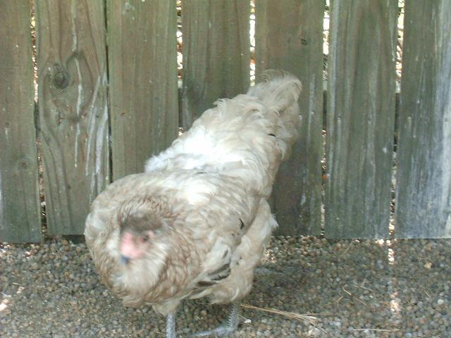 77007_bbs_amewraucana_hen.jpg