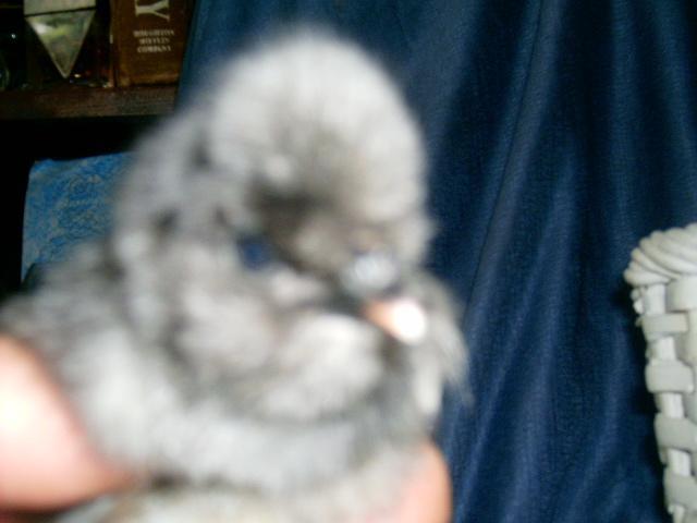 77007_bearded_polish_chick.jpg