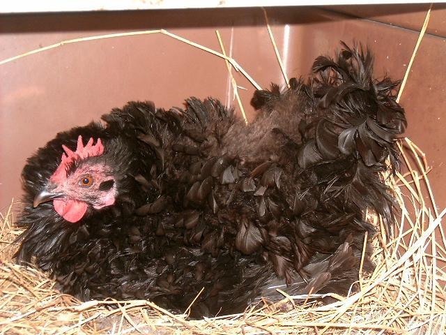 77007_black_frizzle_cochin_hen_being_broody.jpg