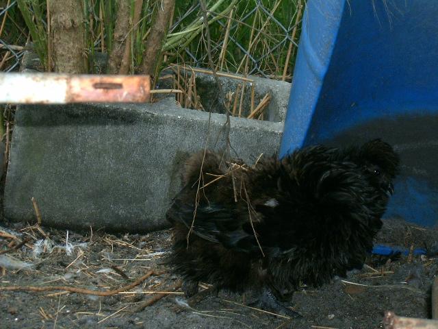 77007_black_frizzle_sizzle_hen_1.jpg