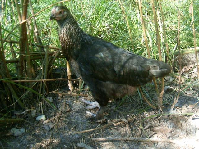 77007_brahma_project_pullet_at_5_months_old_keeper.jpg