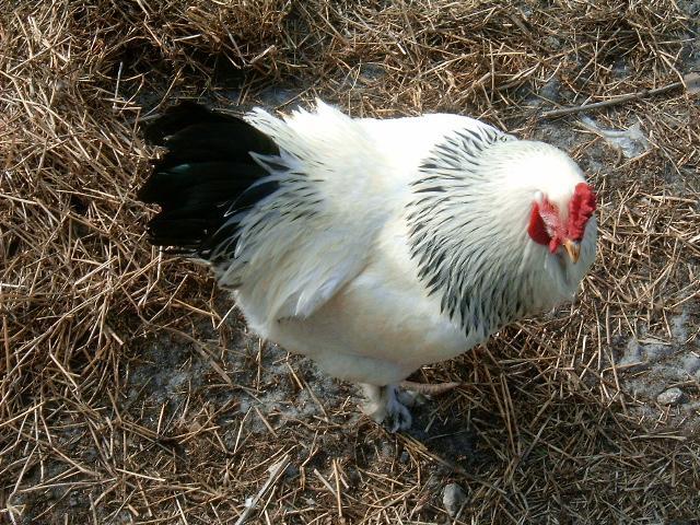 77007_chickens_rabbits_-_august_002.jpg