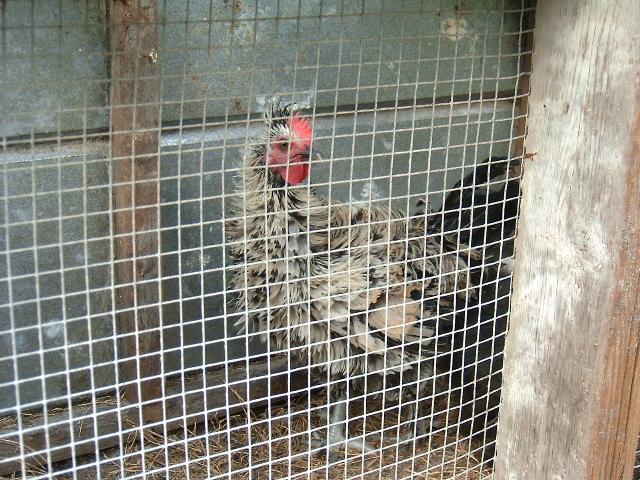 77007_chickens_rabbits_026.jpg