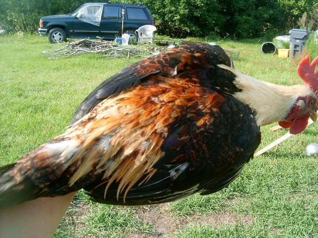 77007_chickens_rabbits_055.jpg