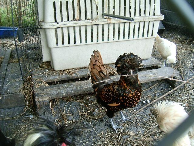 77007_chickens_rabbits_075.jpg
