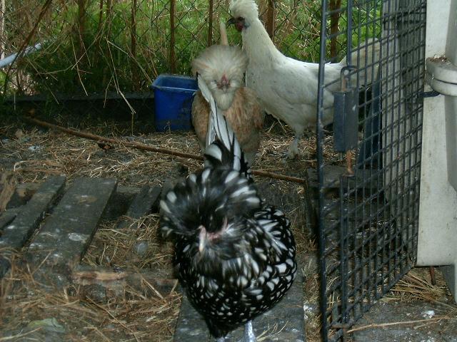 77007_chickens_rabbits_077.jpg