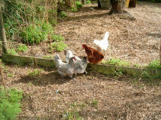 77007_chickens_rabbits_078.jpg