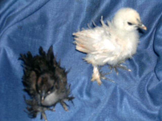 77007_frizzle_chicks_2.jpg