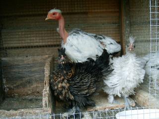 77007_funky_chicks_i_will_be_growing_up_1.jpg