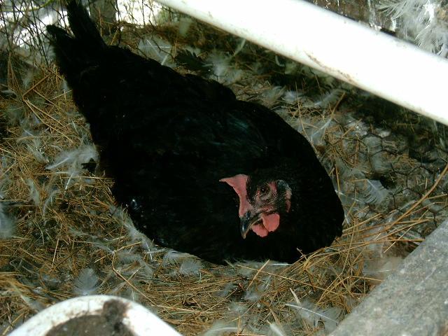 77007_insisting_on_being_broody_bcm_hen.jpg