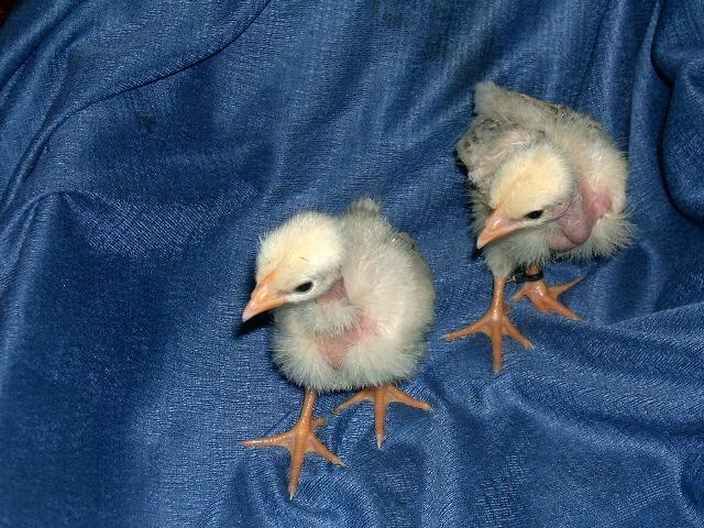 77007_naked_neck_turken_chicks_1.jpg