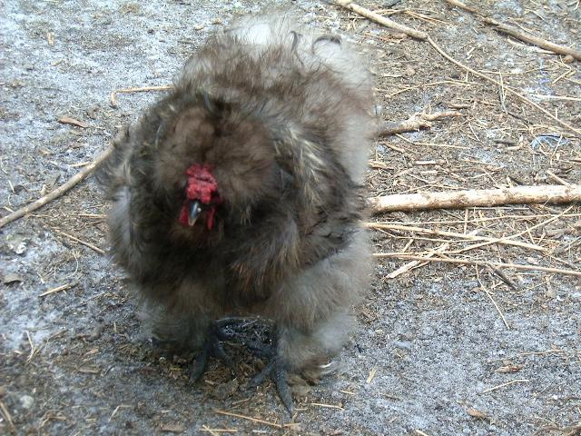 77007_sizzle_rooster1.jpg