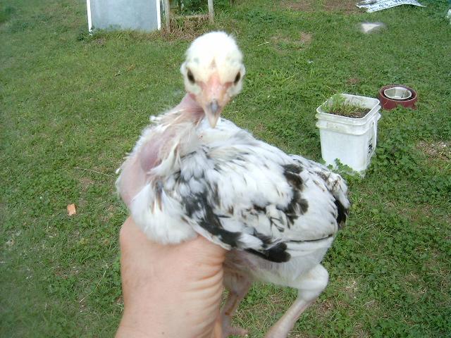 77007_turken_chick_1.jpg