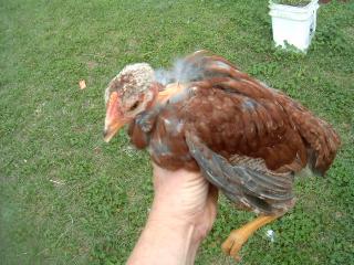 77007_turken_chick_2.jpg