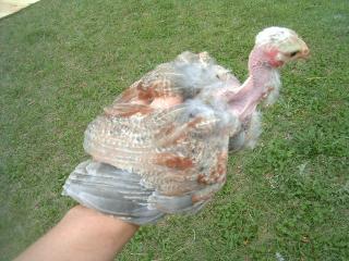 77007_turken_chick_4.jpg