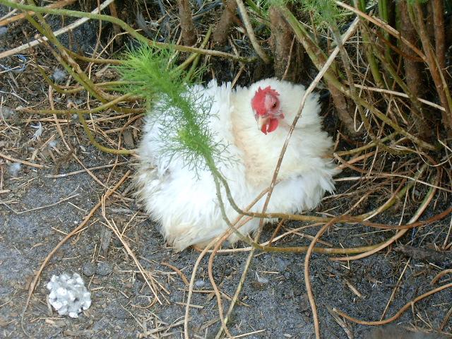 77007_white_frizzle_cochin_hen_1.jpg