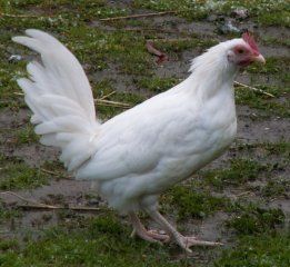 7706_roo.jpg