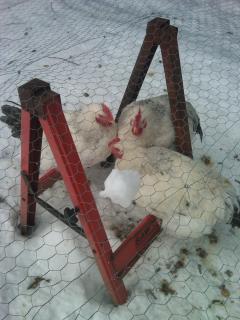 77093_chickens_018.jpg