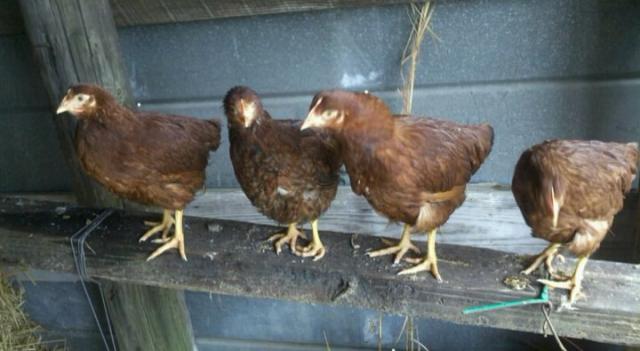 77116_rirpullets.jpg