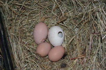 7713_img_7246.jpg