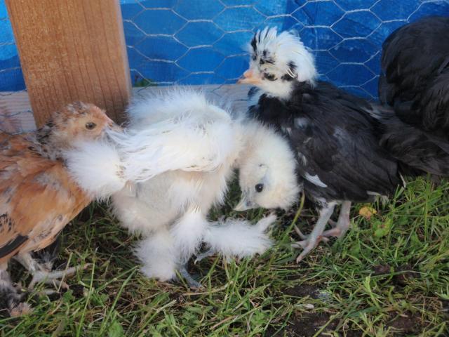 77220_chicken_pics_001.jpg