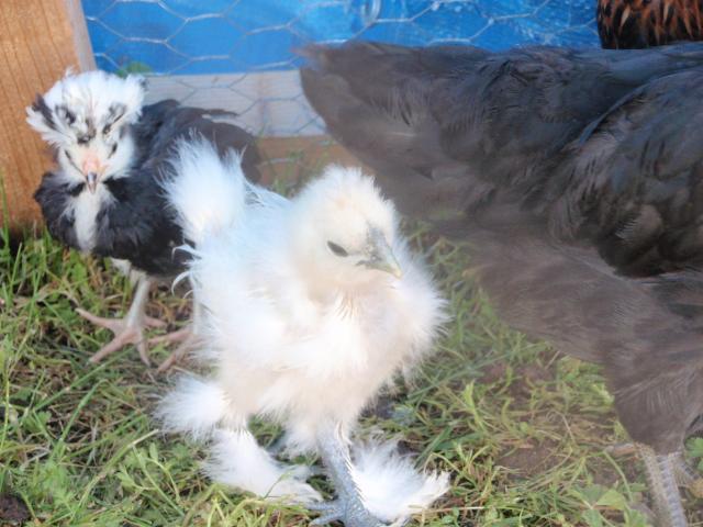 77220_chicken_pics_002.jpg