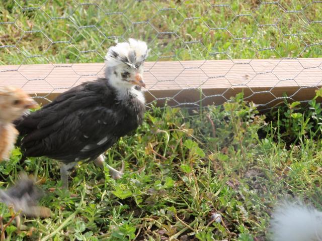 77220_chicken_pics_006.jpg