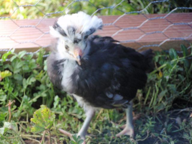 77220_chicken_pics_008.jpg