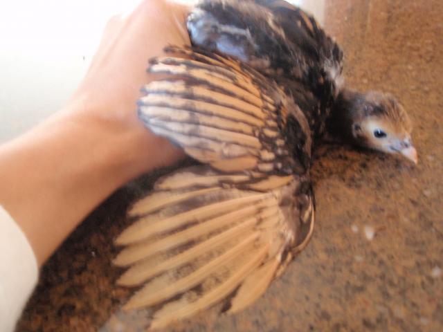77220_chickens_2_026.jpg