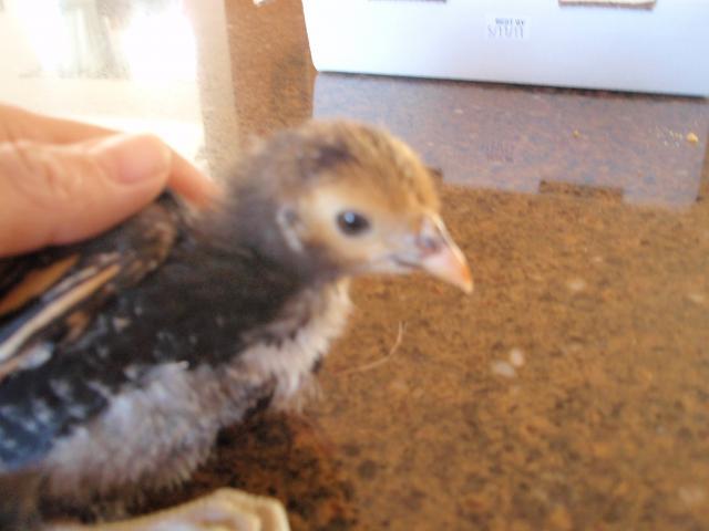 77220_chickens_2_027.jpg