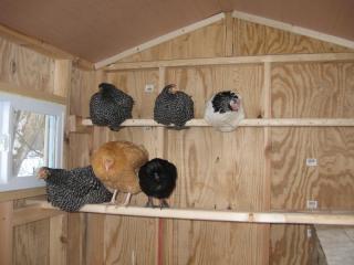 77249_chickens1.jpg