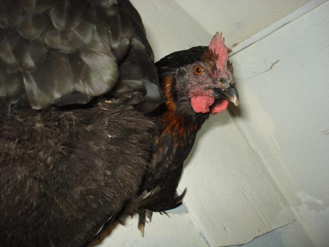 77322_araucana_pics_058.jpg