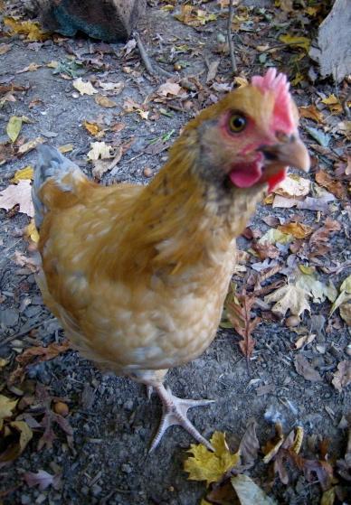 77330_chick1.jpg