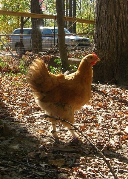 77330_chick2.jpg