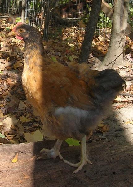 77330_chick5.jpg
