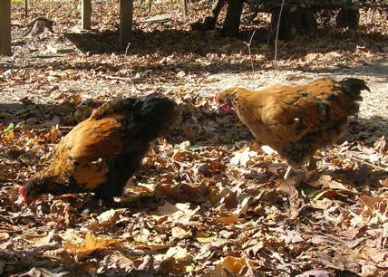 77330_chicks34.jpg