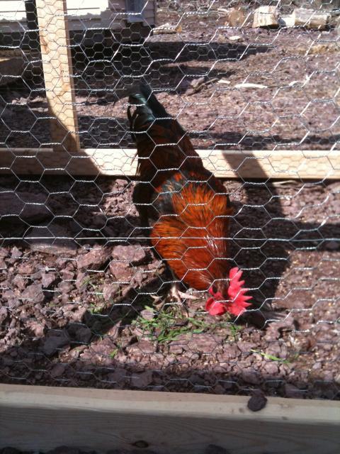 77340_chicken_pics_039.jpg