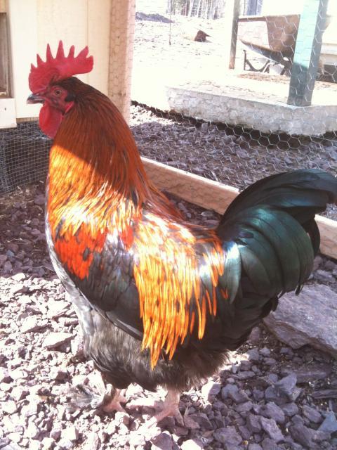 77340_chicken_pics_048.jpg