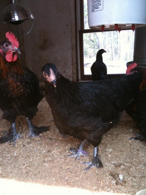 77340_chicken_pics_066.jpg