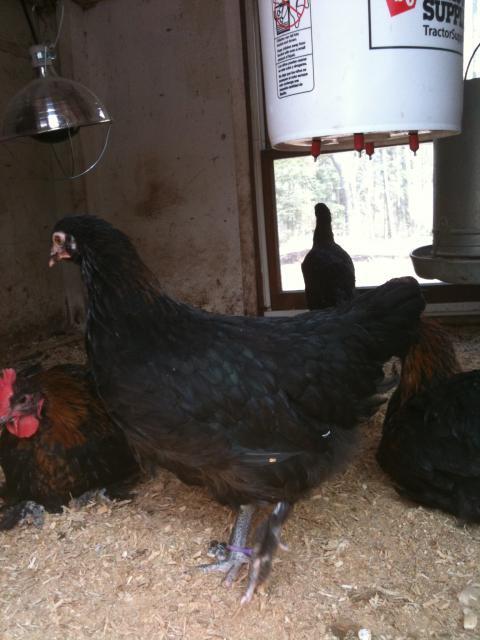 77340_chicken_pics_068.jpg