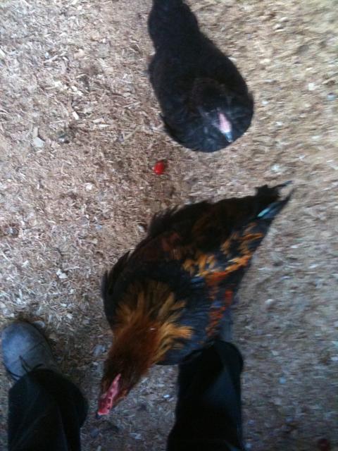 77340_chickens_5-11-11_015.jpg