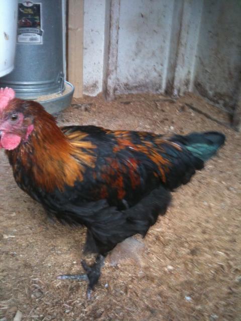 77340_chickens_5-11-11_019.jpg