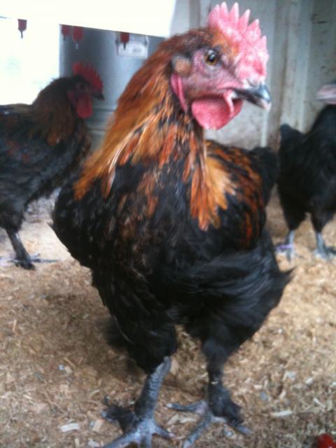 77340_chickens_5-11-11_021.jpg