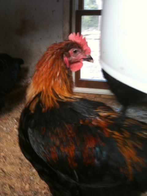 77340_chickens_5-11-11_025.jpg