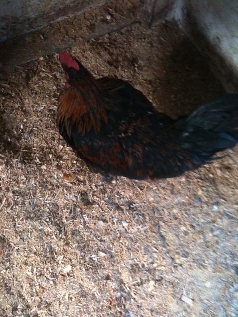77340_chickens_5-11-11_027.jpg
