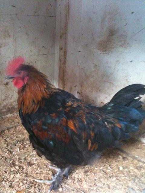77340_chickens_5-11-11_030.jpg