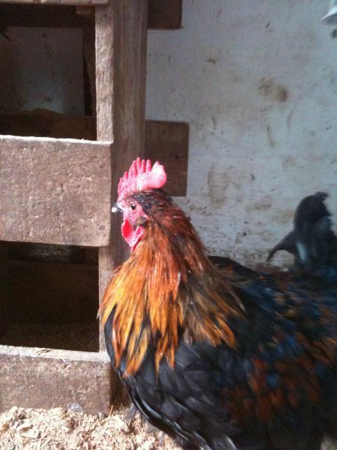 77340_chickens_5-11-11_031.jpg