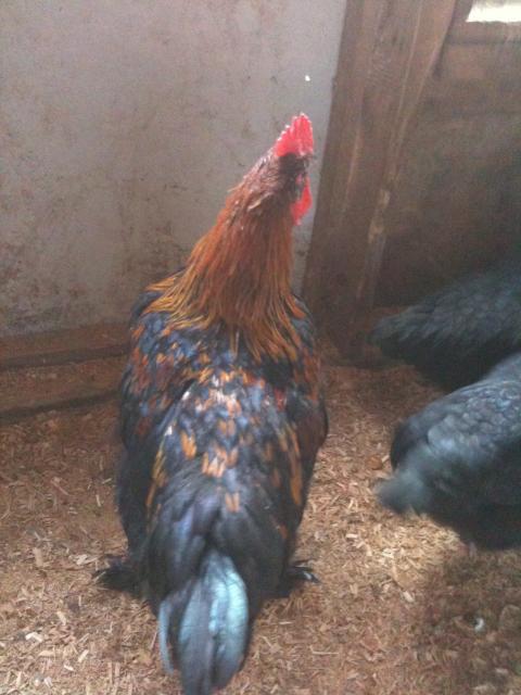 77340_chickens_5-11-11_035.jpg