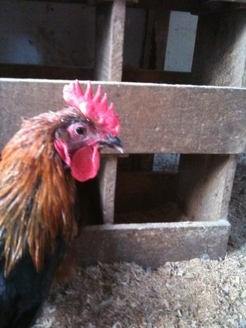 77340_chickens_5-11-11_039.jpg
